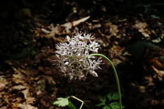 Allium decipiens quercetorum