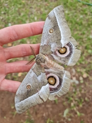 Gonimbrasia zambesina
