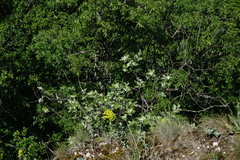 Aria umbellata