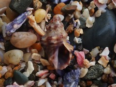 Phycothais reticulata