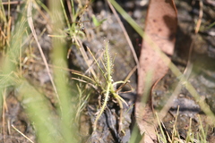 Drosera serpens