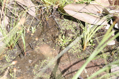 Drosera banksii