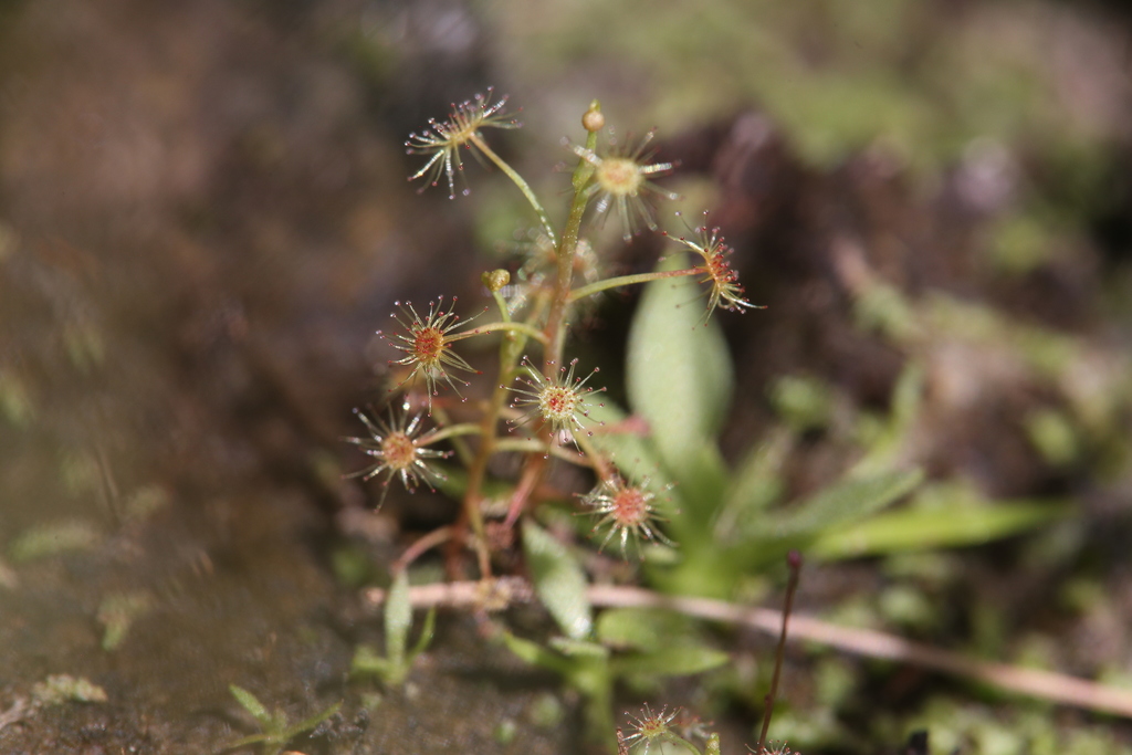 Drosera banksii, Mount Carbine QLD 4871, Australia