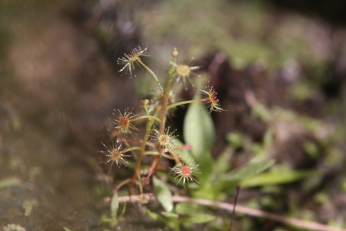 Drosera banksii