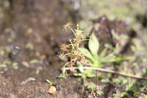 Drosera banksii