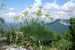 Prangos trifida