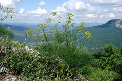 Prangos trifida