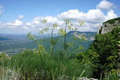 Prangos trifida