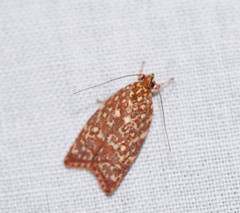 Syringoseca rhodoxantha