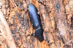 Temnoscheila caerulea