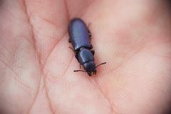 Temnoscheila caerulea