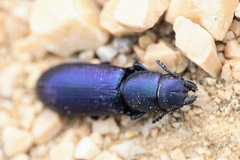 Temnoscheila caerulea