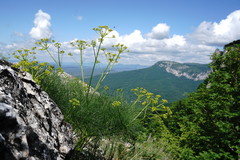 Prangos trifida