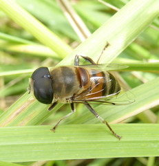 Phytomia incisa