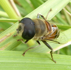 Phytomia incisa