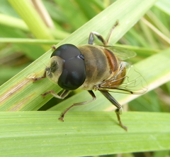 Phytomia incisa