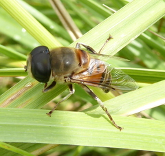 Phytomia incisa