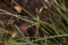 Drosera serpens