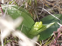 Ophrys fusca