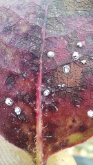 Ruptoseptoria unedonis