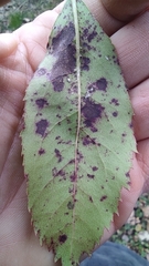 Ruptoseptoria unedonis