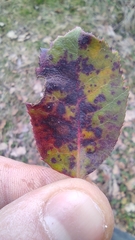 Ruptoseptoria unedonis