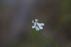 Stylidium capillare