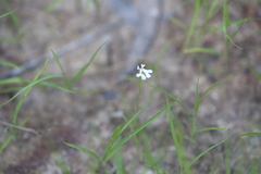 Stylidium capillare