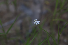 Stylidium capillare