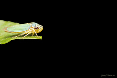 Bucephalogonia xanthophis