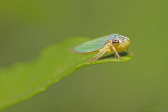 Bucephalogonia xanthophis