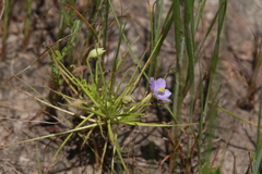Byblis liniflora