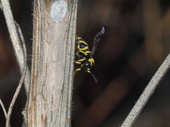 Leucospis biguetina