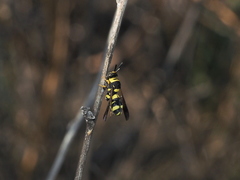 Leucospis biguetina