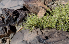 Fagonia harpago