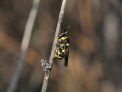 Leucospis biguetina
