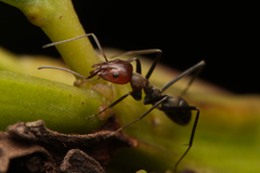 Iridomyrmex rubriceps