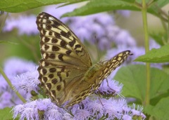 Argynnis paphia tsushimana