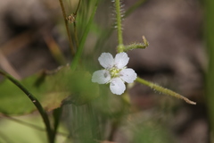 Drosera serpens