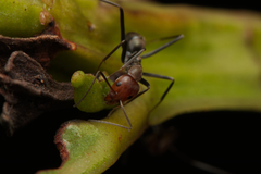 Iridomyrmex rubriceps