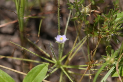 Byblis liniflora