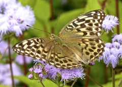 Argynnis paphia tsushimana