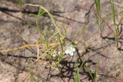 Drosera serpens