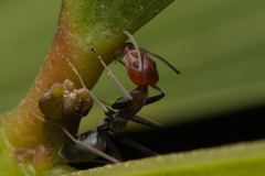 Iridomyrmex rubriceps