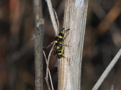 Leucospis biguetina