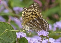 Argynnis paphia tsushimana