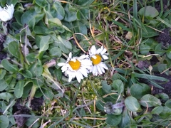 Bellis perennis
