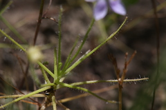 Byblis liniflora