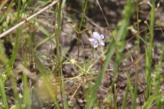 Byblis liniflora