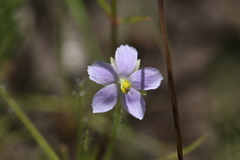 Byblis liniflora